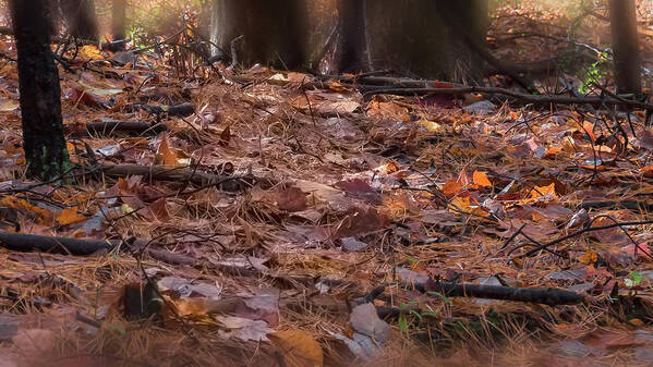 Autumn Poster featuring the photograph Forest Floor - by Julie Weber