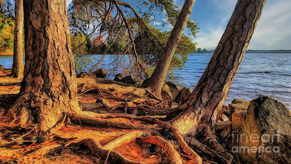 Lake Poster featuring the photograph Golden Hour Trees at Lake Norman by Amy Dundon