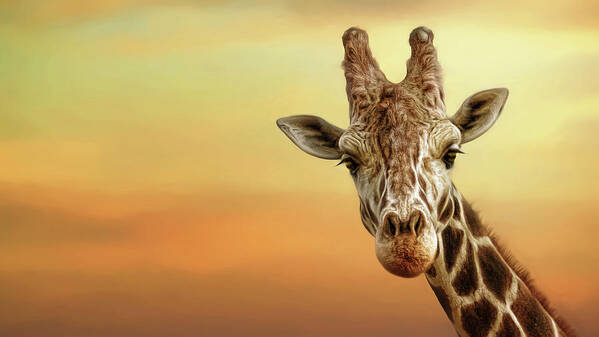Giraffe Poster featuring the digital art Good Morning by Brad Barton