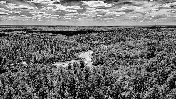 New Jersey Poster featuring the photograph Gray Scale Outdoors Pinelands by Louis Dallara