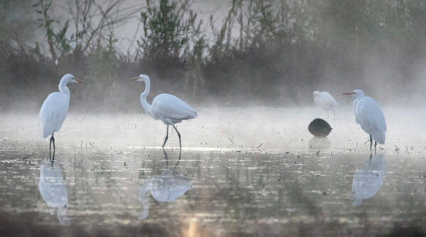 Great Egrets Poster featuring the photograph Great Egrets in the Mist 3100-010820 by Tam Ryan