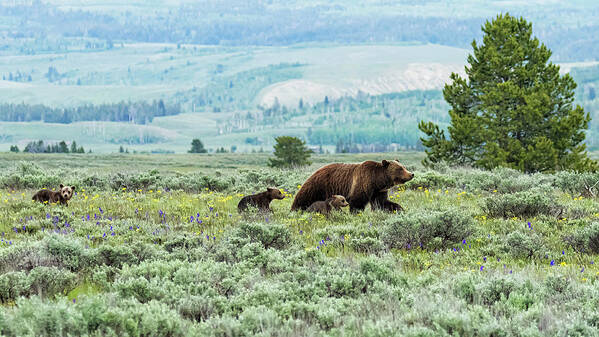 Grizzly Bear 399 Poster featuring the photograph Heading South, No. 2 - Grizzly 399 and Cubs by Belinda Greb