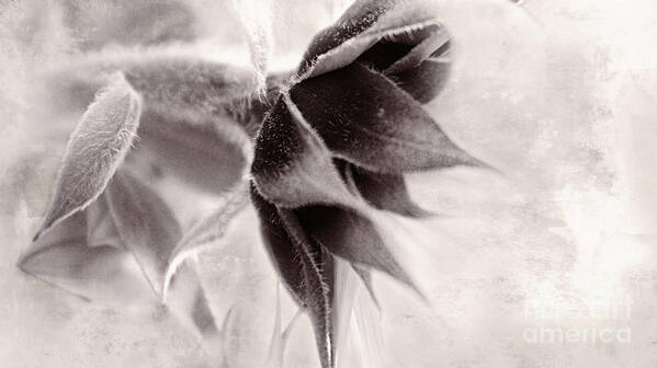 Black And White Poster featuring the photograph Invisible Flower by Janie Johnson