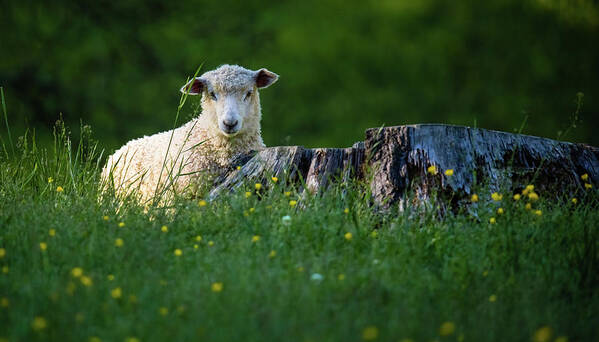 Lamb Poster featuring the photograph Lamb in a Meadow by Rachel Morrison