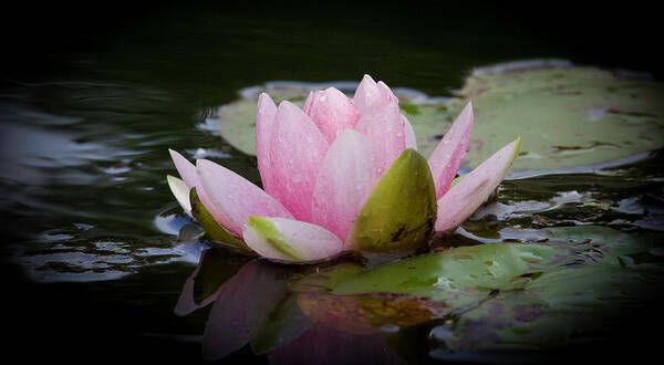 Waterlily Poster featuring the photograph Large Pink Water Lily by Shirley Dutchkowski