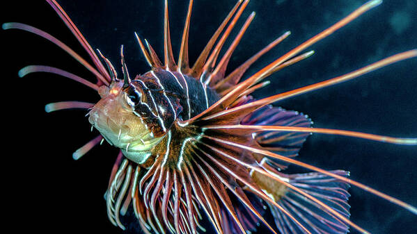 Lionfish Poster featuring the photograph Clearfin Lionfish by WAZgriffin Digital