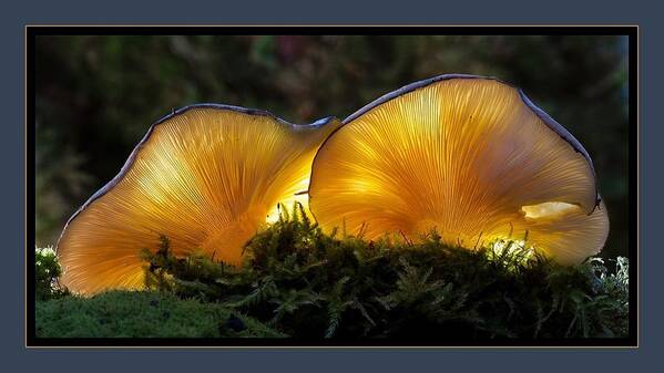 Mushrooms Poster featuring the photograph Magnificent Mushrooms by Nancy Ayanna Wyatt