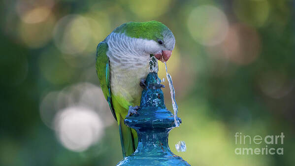 Branch Poster featuring the photograph Monk Parakeet Driking Water from Iron Fountain Blurred Background Cadiz by Pablo Avanzini