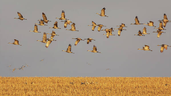 Sandhill Cranes Poster featuring the photograph Morning Flight by Susan Rissi Tregoning