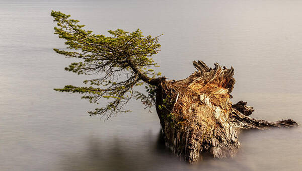 Landscape Poster featuring the photograph New Growth From Fallen Tree by Tony Locke