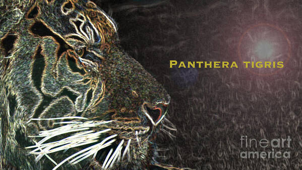 Animal Poster featuring the photograph Panthera Tigris by Mary Mikawoz