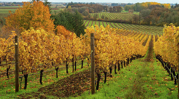 Vineyard Poster featuring the photograph Patterns of Fall in the Vineyard by Leslie Struxness