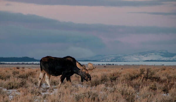 Grand Teton National Park Poster featuring the photograph Peaceful Moose, Grand Tetons by Marcy Wielfaert