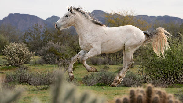 Stallion Poster featuring the photograph Pegasus. by Paul Martin