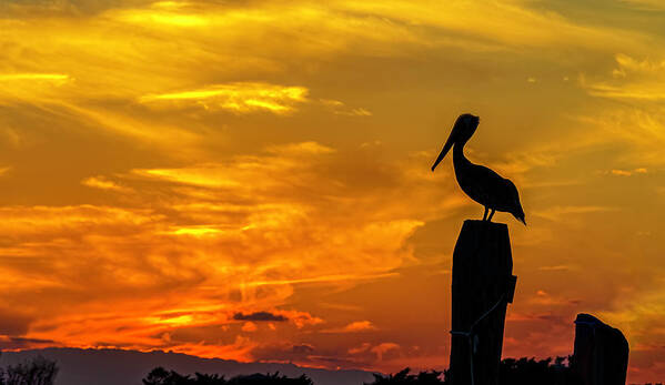 Pelican Poster featuring the photograph Pelican at Silver Lake Sunset Ocracoke Island 2014 _002 by Greg Reed