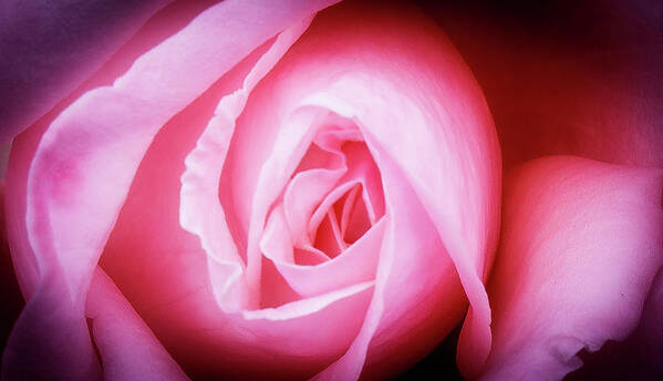 Pink Rose Poster featuring the photograph Pink Rose by David Morehead