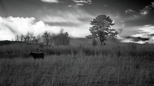 Grass Poster featuring the photograph Ponderings of a Heifer by Mike Lee