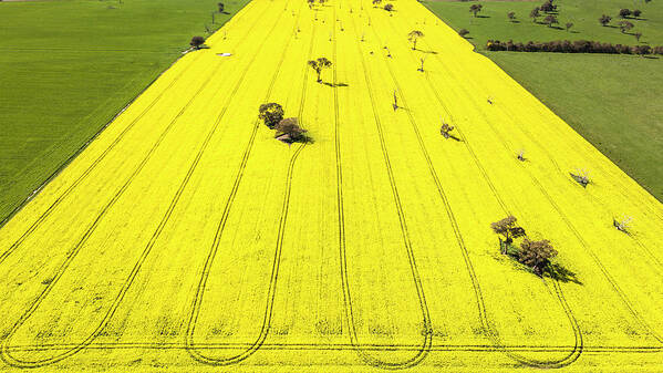 Green Poster featuring the photograph Revealing Canola by Ari Rex