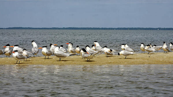 Royal Terns Poster featuring the photograph Royal Terns on Sand Spit by Sally Weigand