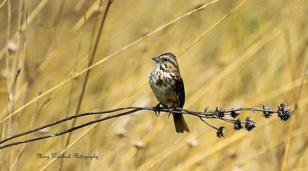 Birds Poster featuring the photograph Song Sparrow by Mary Walchuck