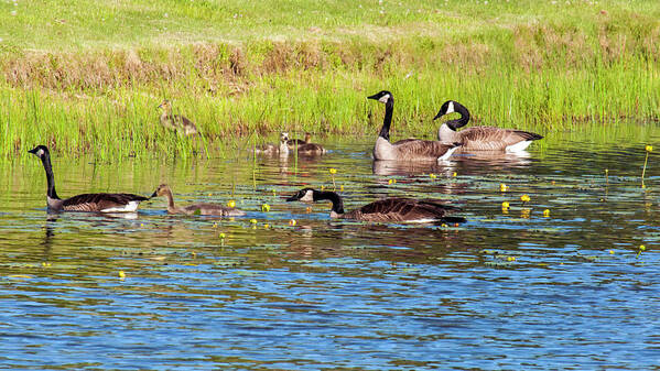 Geese Poster featuring the photograph Springtime At The Pond by Cathy Kovarik