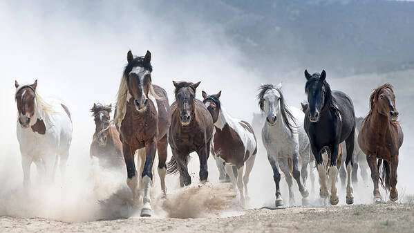 Stallion Poster featuring the photograph Stampede. by Paul Martin