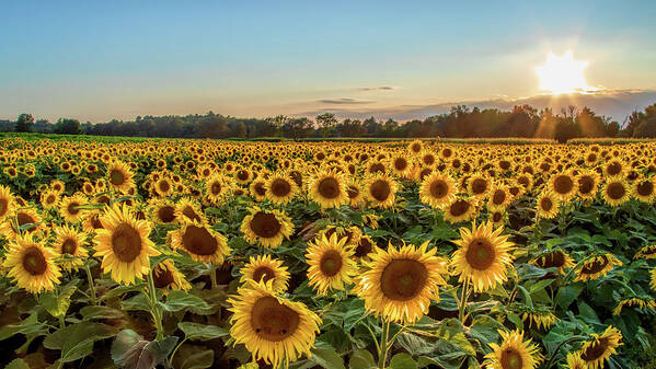 Sunflower Poster featuring the photograph Sunflower City by Rod Best