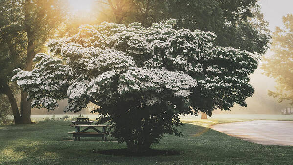 Dogwood Poster featuring the photograph Sunrise Over a Dogwood by Jason Fink