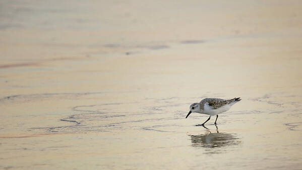 Sandpiper Poster featuring the photograph Sunset Sandpiper by Brad Barton