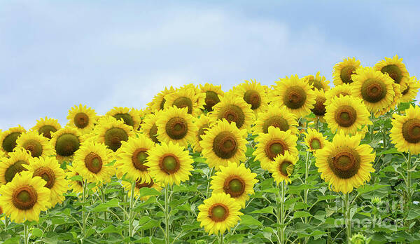 Ukraine Poster featuring the photograph Symbol of Peace - Sunflowers on a Blue Sky by Ilene Hoffman