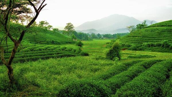 Tea Poster featuring the photograph Tea plantation by Robert Bociaga