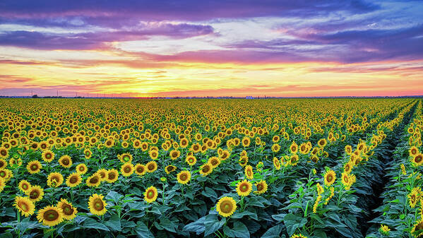 Sunflowers Poster featuring the photograph Texas Sunflower Field at Sunset Pano by Robert Bellomy