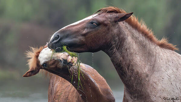 Stallion Poster featuring the photograph The Big Brother. by Paul Martin