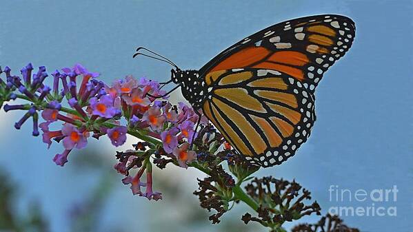 Monarch Poster featuring the photograph The Colors of Summer by Steve Brown