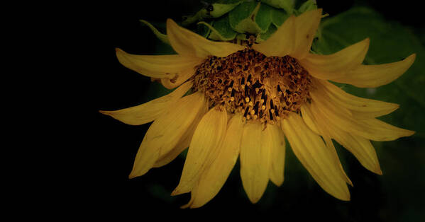 Flower Poster featuring the photograph The Flashy Wild Sunflower by Laura Putman
