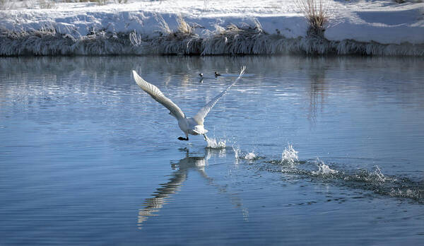 Trumpeter Swans Poster featuring the photograph The Take-Off by Cheryl Strahl