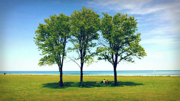 Landscape Poster featuring the photograph Three Trees Lake Shore by Patrick Malon