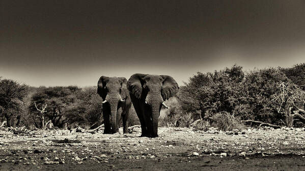 Africa Poster featuring the photograph Walking Tall by Stefan Knauer