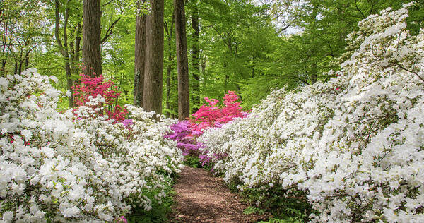 Azalea Poster featuring the photograph White Azaleas In The Forest by Elvira Peretsman