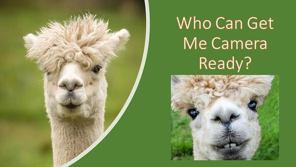 Alpaca Poster featuring the photograph Who Can Get Me Camera Ready by Nancy Ayanna Wyatt