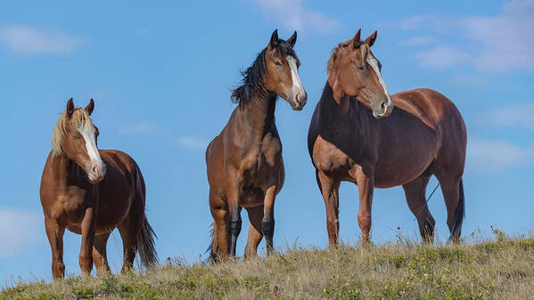 Stallion Poster featuring the photograph Wild Horses in TRNP. by Paul Martin