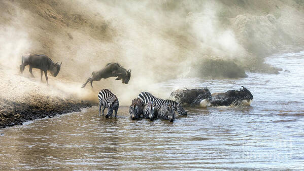 Motion Poster featuring the photograph Wildebeest and zebra cross the Mara River during the annual gre by Jane Rix