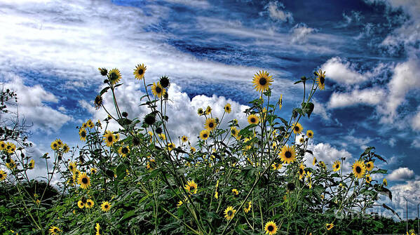 Daisies Poster featuring the photograph Wildflowers on the Brazos by Diana Mary Sharpton