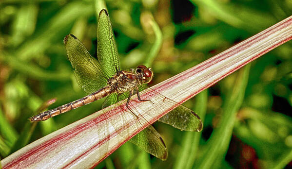 Dragonfly Poster featuring the photograph Winged Dragon by Bill Barber