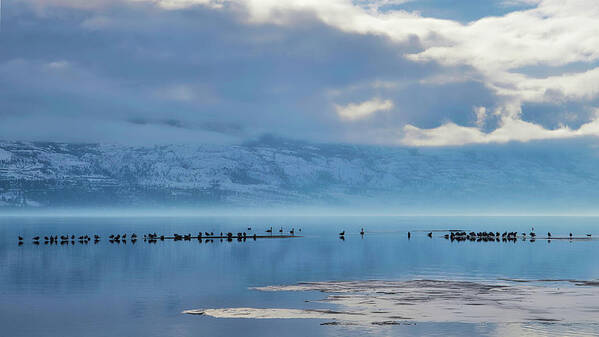 Landscape Poster featuring the photograph Winter Gulls and Swans Wide by Allan Van Gasbeck