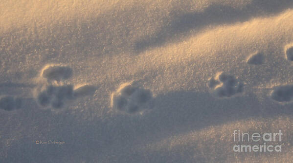 Snow Poster featuring the photograph Winter Morning Tracks by Kae Cheatham