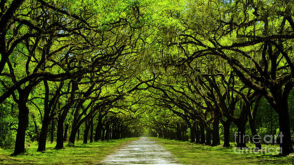 Wormsloe Poster featuring the photograph Wormsloe Plantation Historic Site by Karen Cox