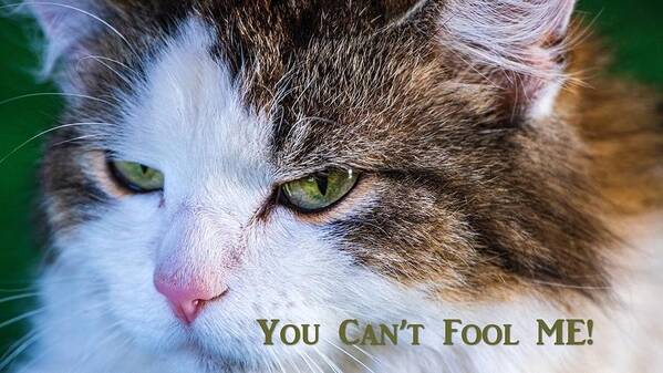 Cat Poster featuring the photograph You Can't Fool Me by Nancy Ayanna Wyatt