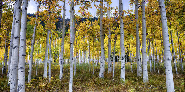 #colorado Poster featuring the photograph Aspen Forest #1 by David Soldano