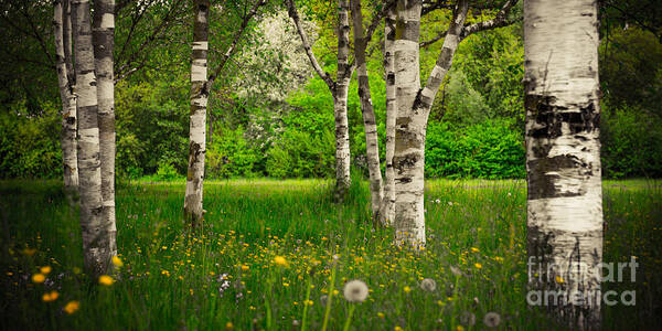 Birch Poster featuring the photograph Birches by Hannes Cmarits